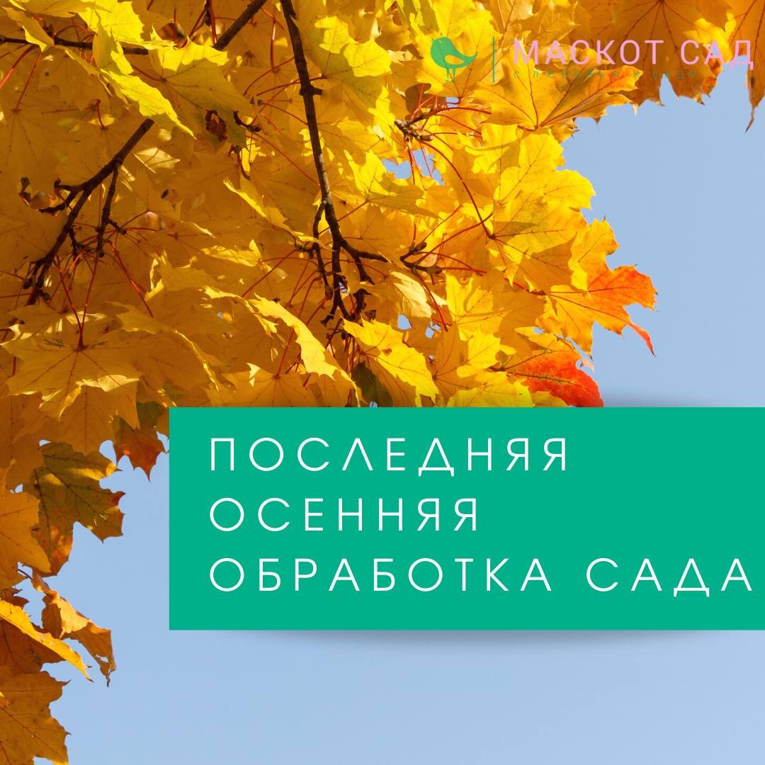 Хом осенью обработка растений. Хом осенью обработка растений. Обработка сада осенью. Хом осенью обработка растений. Хом осенью обработка растений.