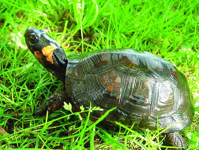 Болотная черепаха Мюленберга - это рептилия из семейства американских пресноводных черепах, которая обитает только на территории восточной части США. Является исчезающим видом.-2