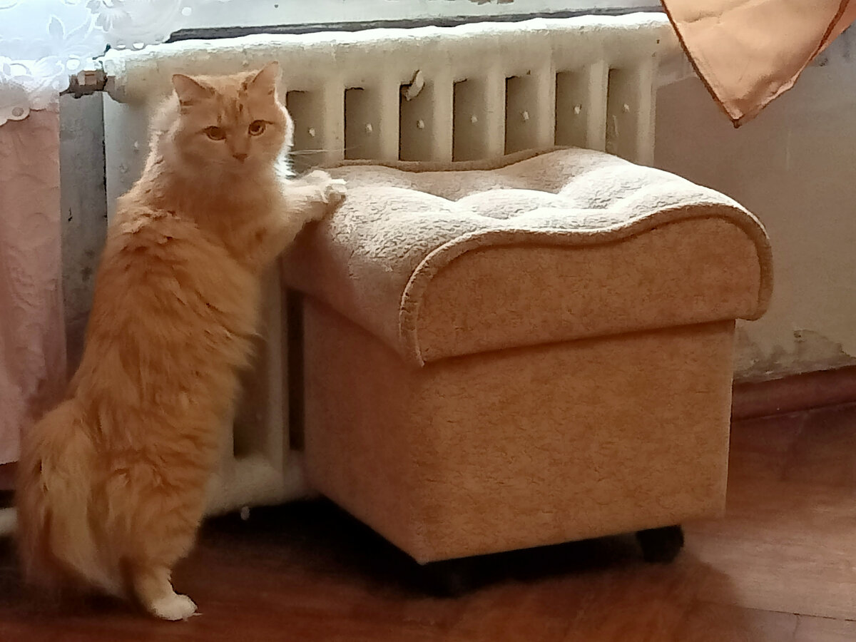 Лиса. Фото автора