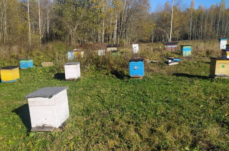 Зимуют улья на пасеке.