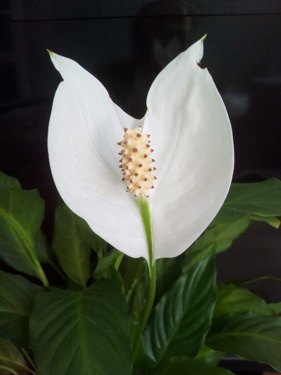 Спатифиллум 