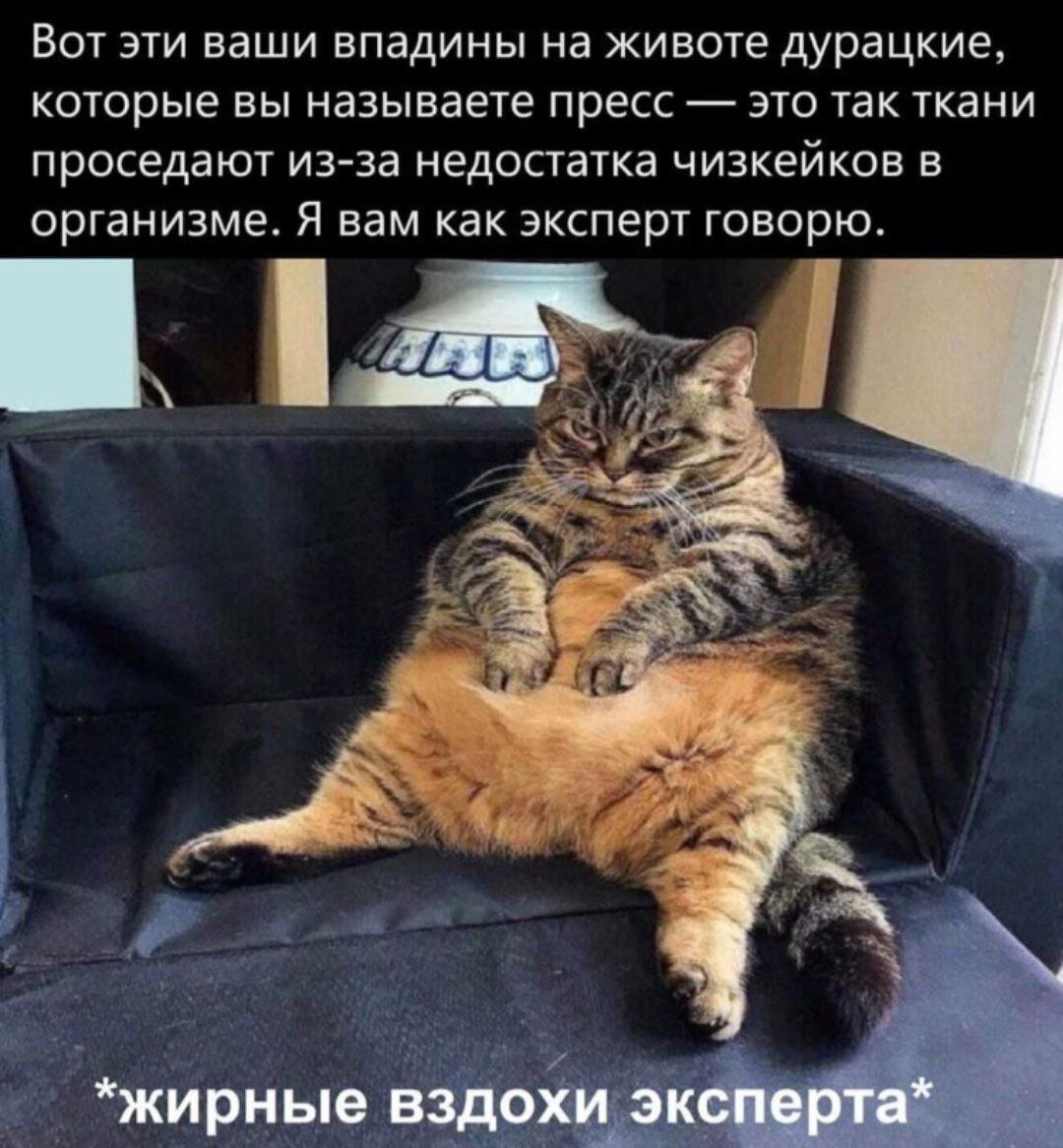 Подборка мемов с котами: потасовка в чебуречной, шерстет и партия еды ...