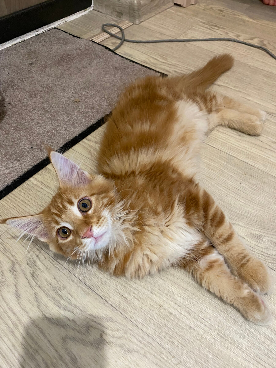 Маленький Руфиник