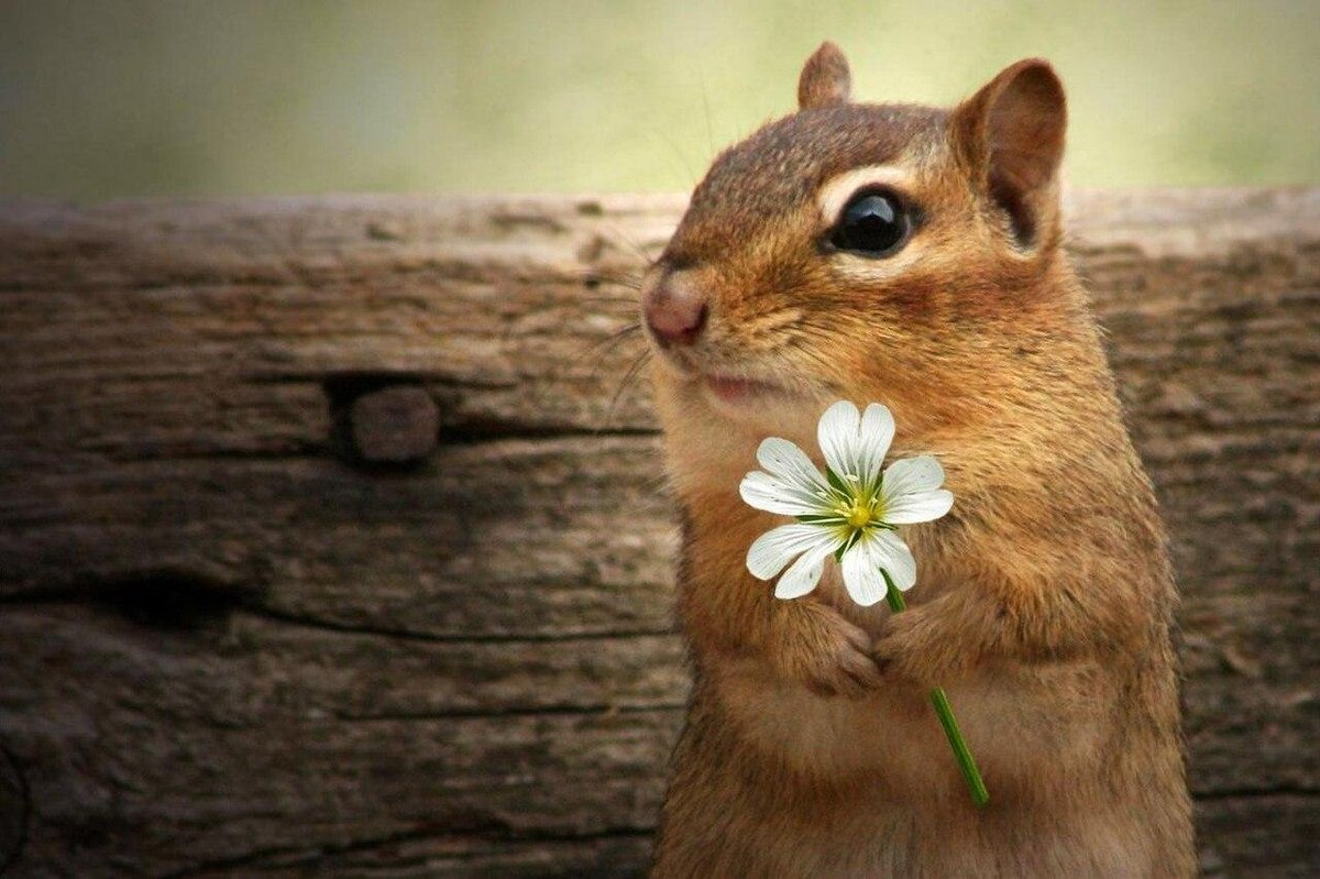 Картинка с сайта: https://animeshka.org/2545-funny-chipmunk.html