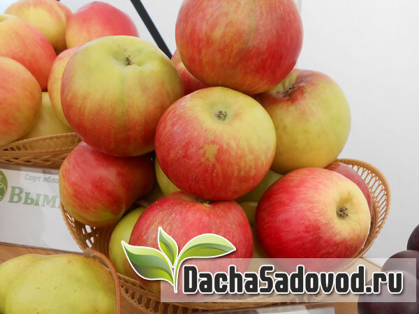 Яблоня Академик Савельев - описание сорта и фото яблок