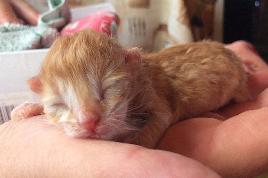 Вот какой. На ладошке лежит. Фото автора