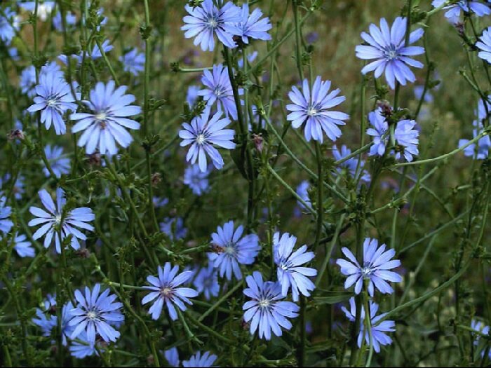 Фото Растение цикорий. Цветки цикория.