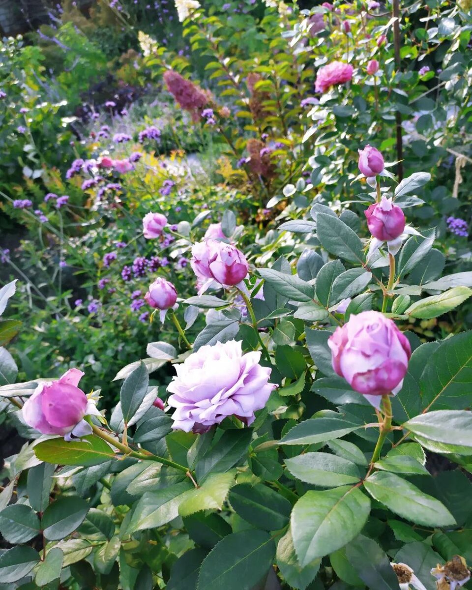 Розы в цветнике