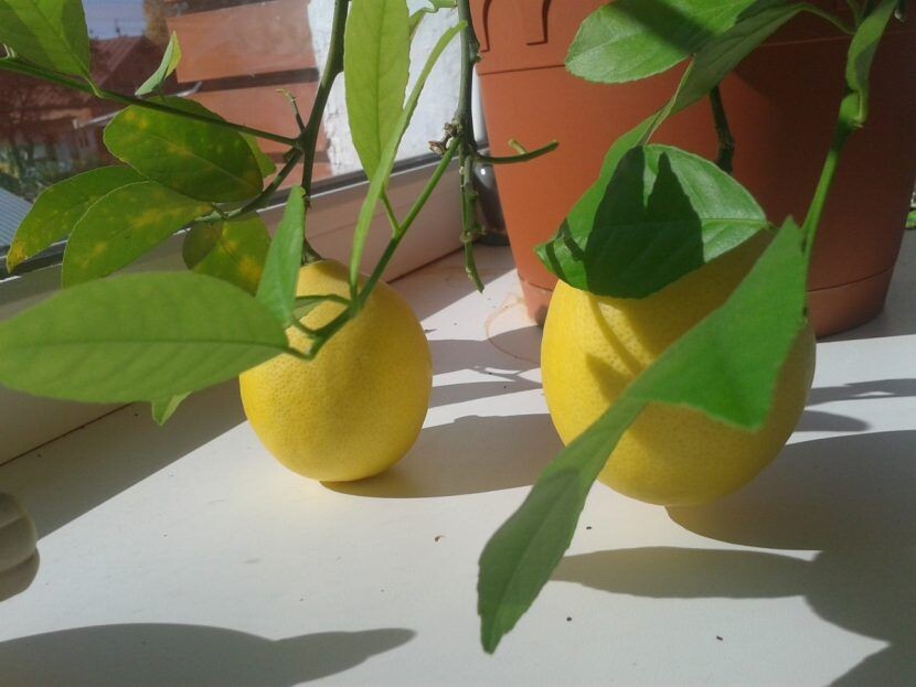 Лимон можно выращивать дома