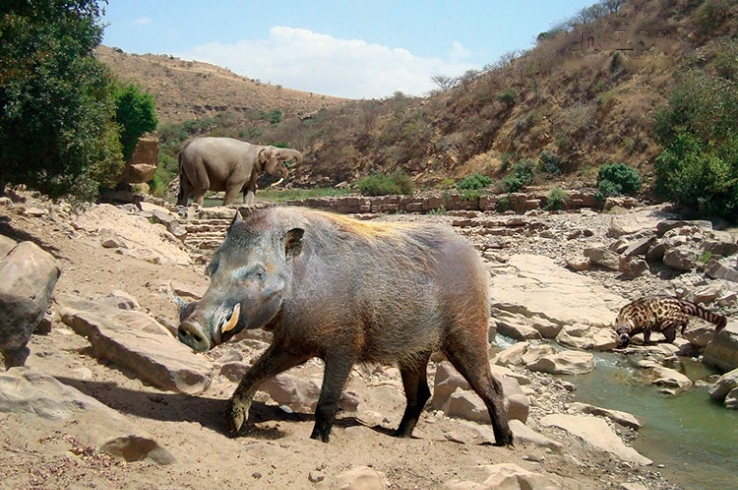 Как и у современных бородавочников, у самцов нотохоэра были выросты на щеках. Возможно, они играли роль в демонстрации силы перед самками.