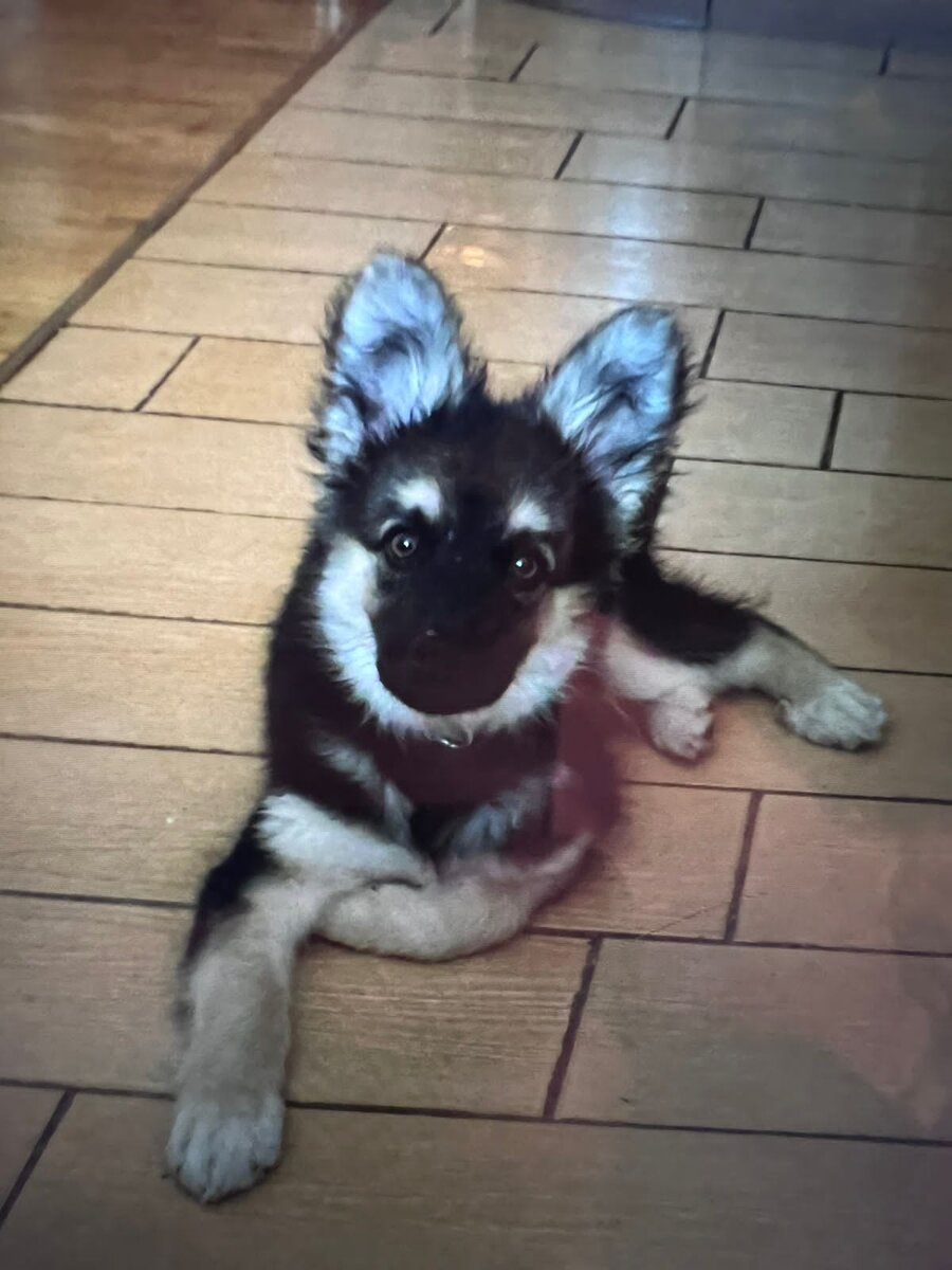 Маленький, но на мир уже смотрит с вызовом! 