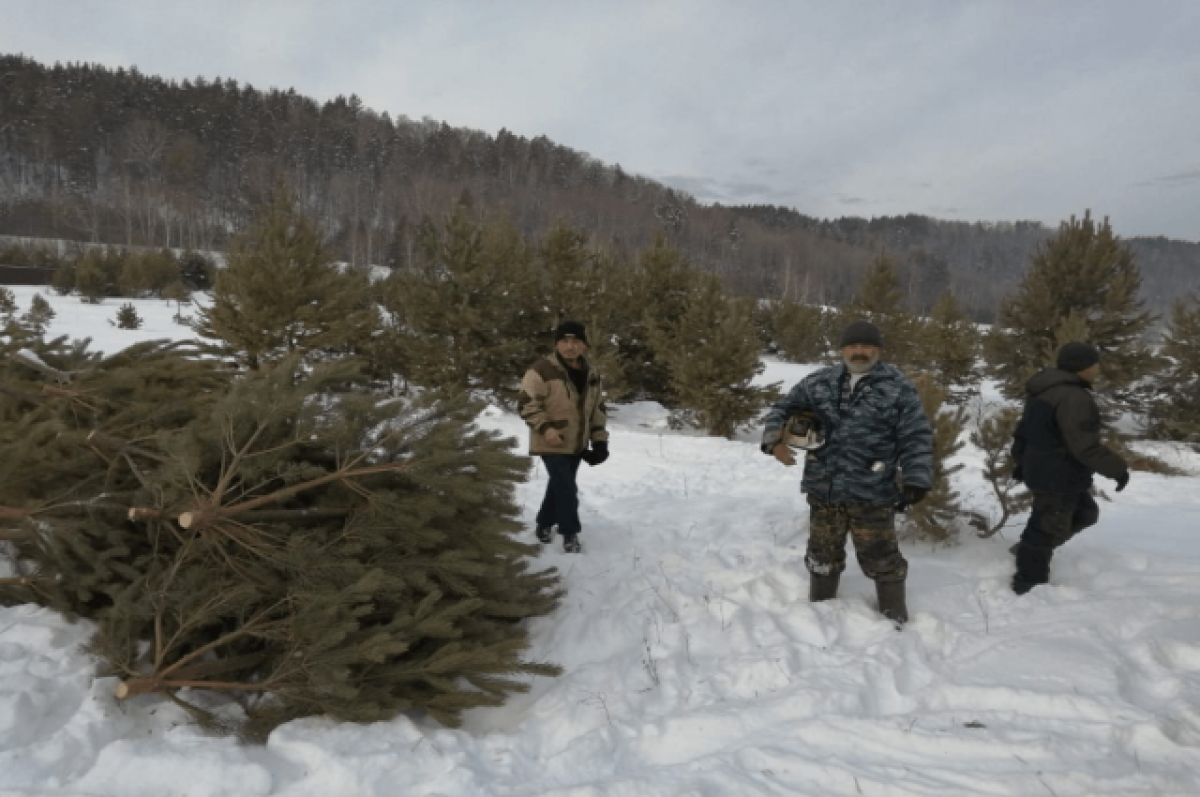    Башкирия поставила на внутренний рынок РФ и на экспорт почти 88 тысяч елок