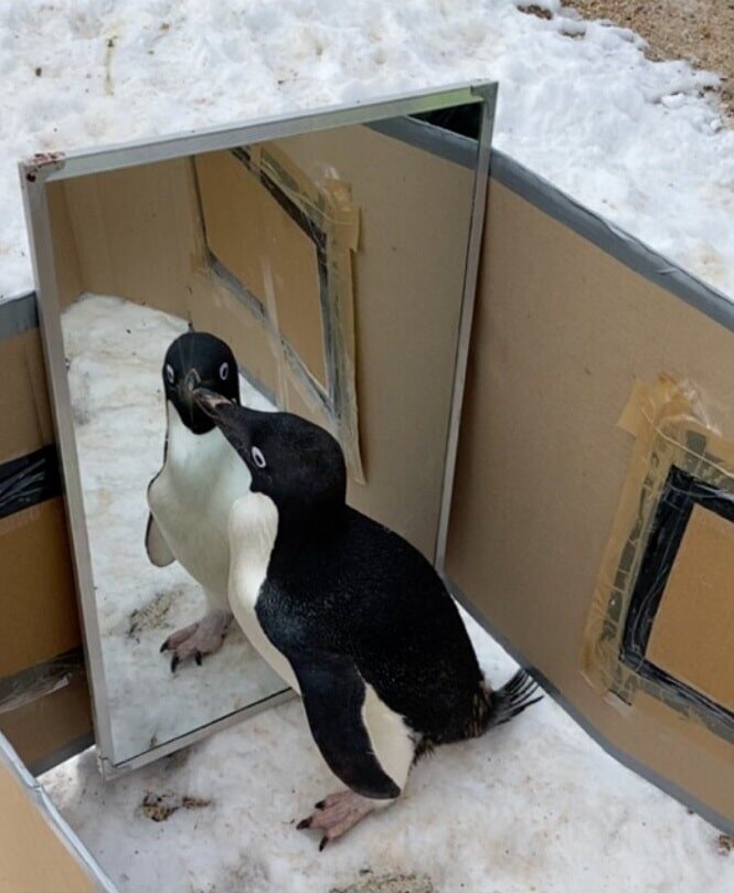    Пингвин Адели пристально рассматривает себя в отражении / © 10.1101/2022.11.04.515260