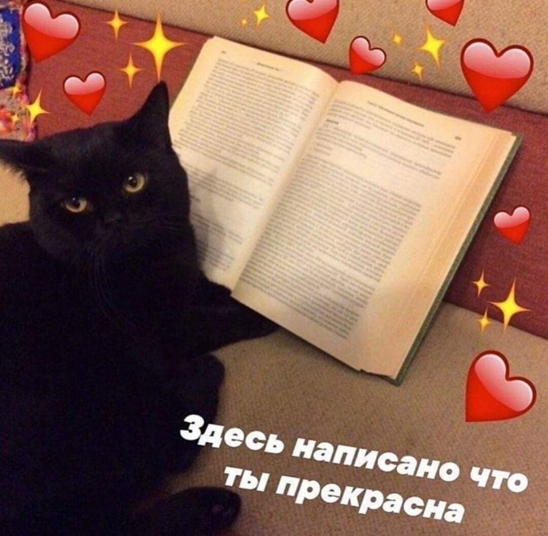 Мемы с котами люблю