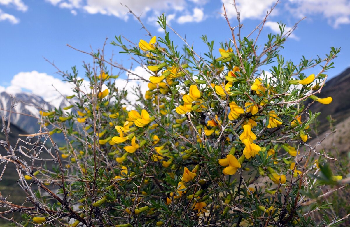 �������� ���������, Caragana pygmaea L.