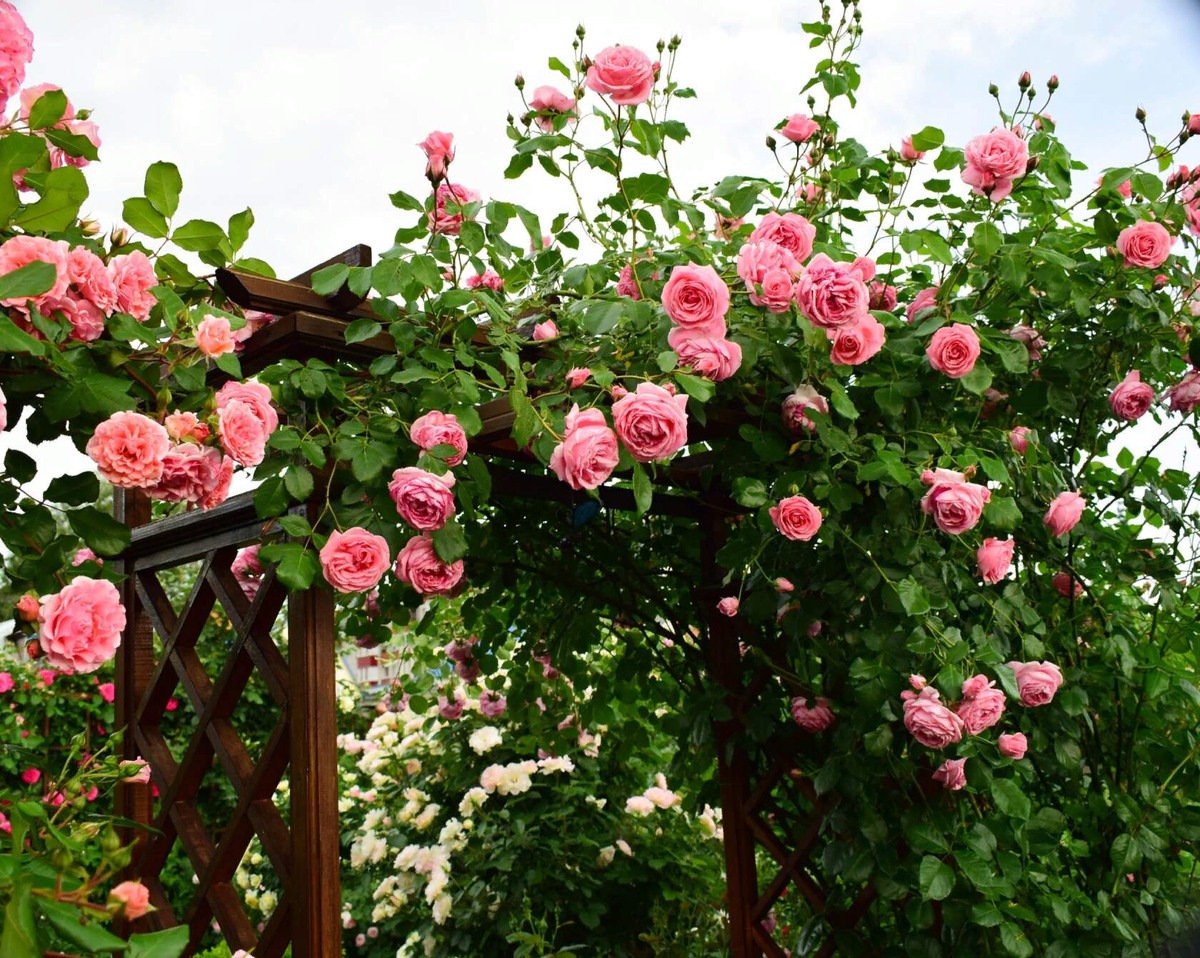 Розовый сад галины баскаковой