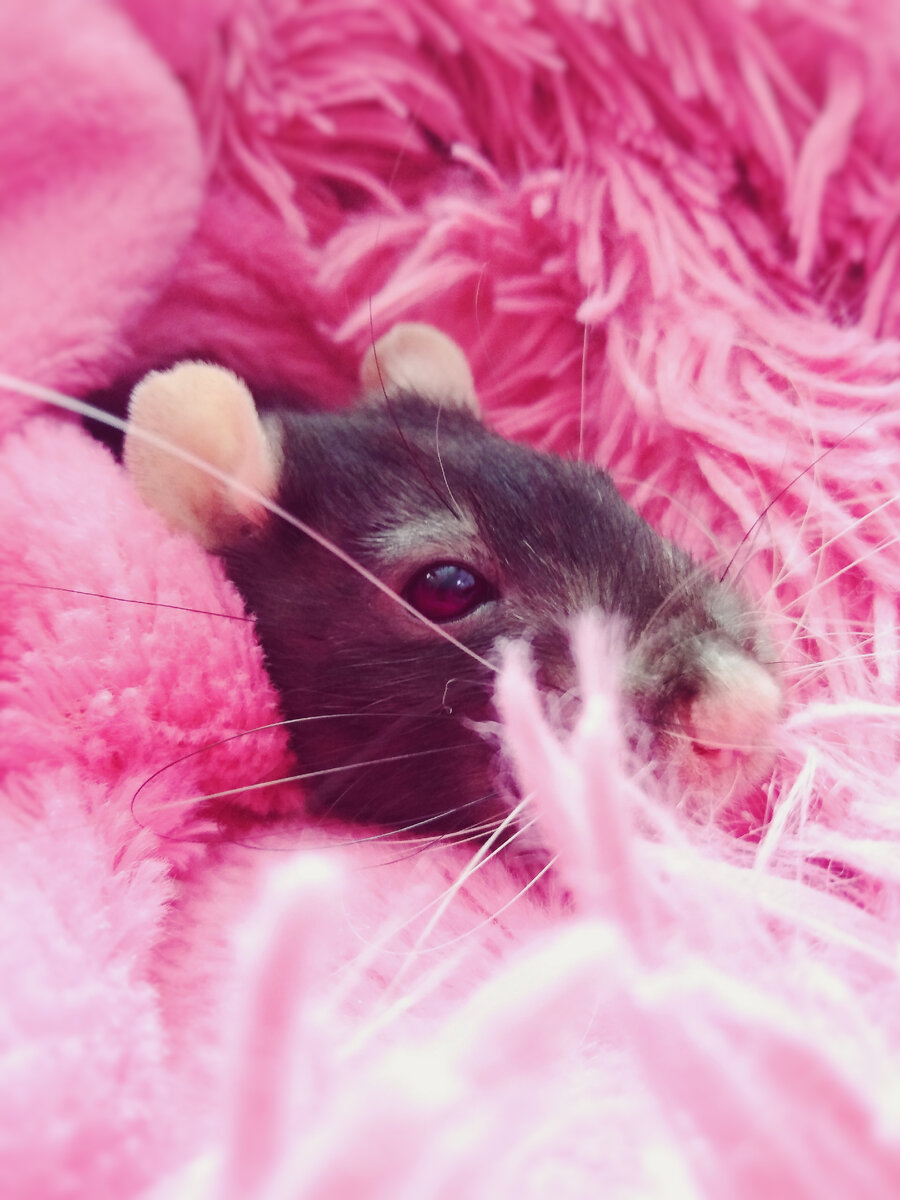 Фото авторки. Усик  I Великолепный