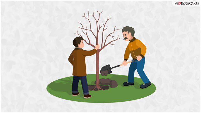 Песня я посадил дерево. Сажать деревья. Посадка деревьев карикатура. Папа и сын садят дерево. Отец и сын сажают дерево рисунок.