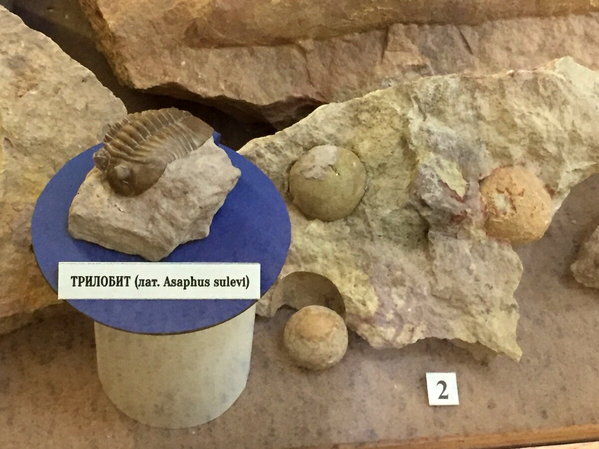 Известняки с окаменелостями. Слева трилобит, справа - морские пузыри. Возраст образцов - 488-433 млн. лет до н.э. Найдены в окрестностях поселка Тайцы. Экспонаты Музея истории города Гатчины 