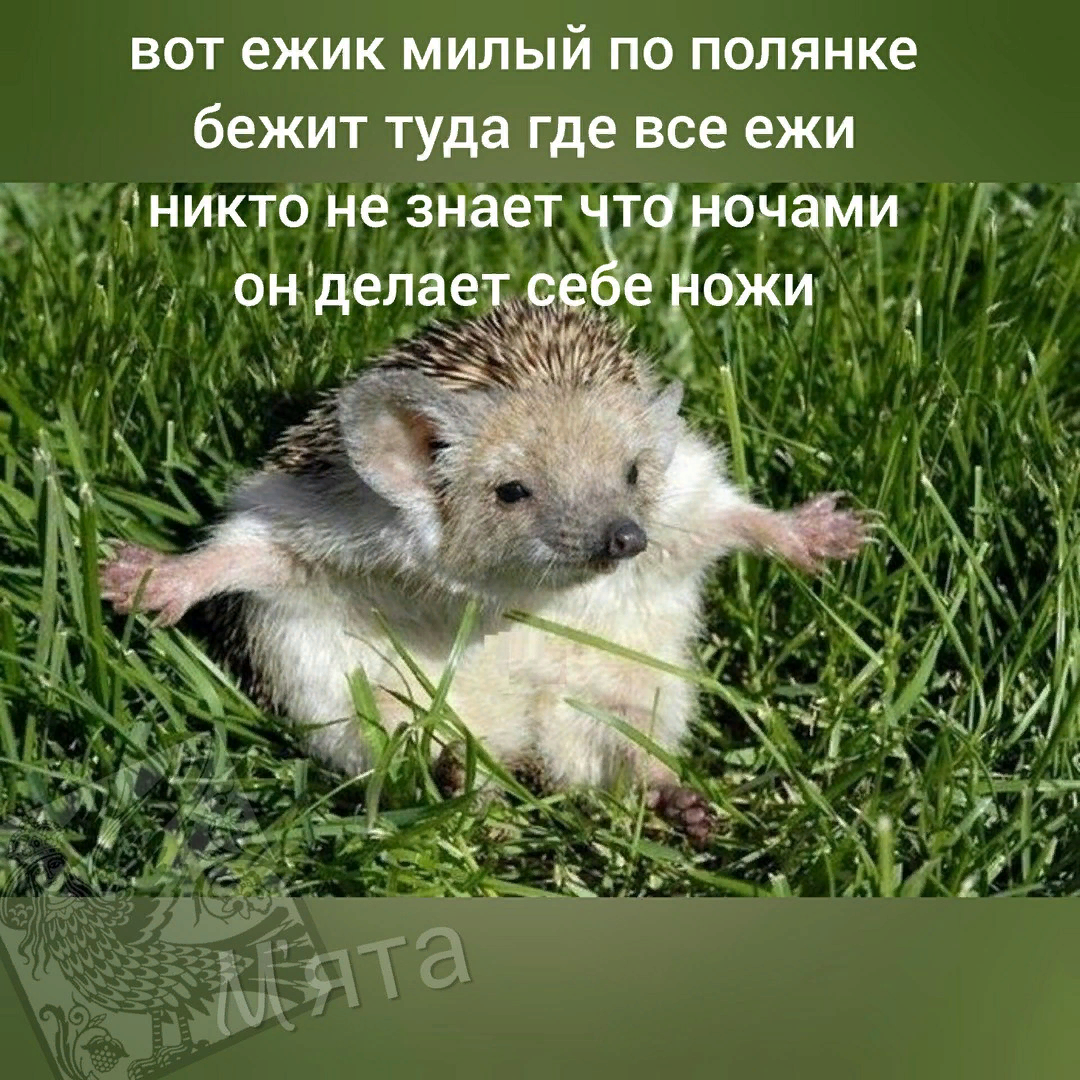 Ёжики хороши!