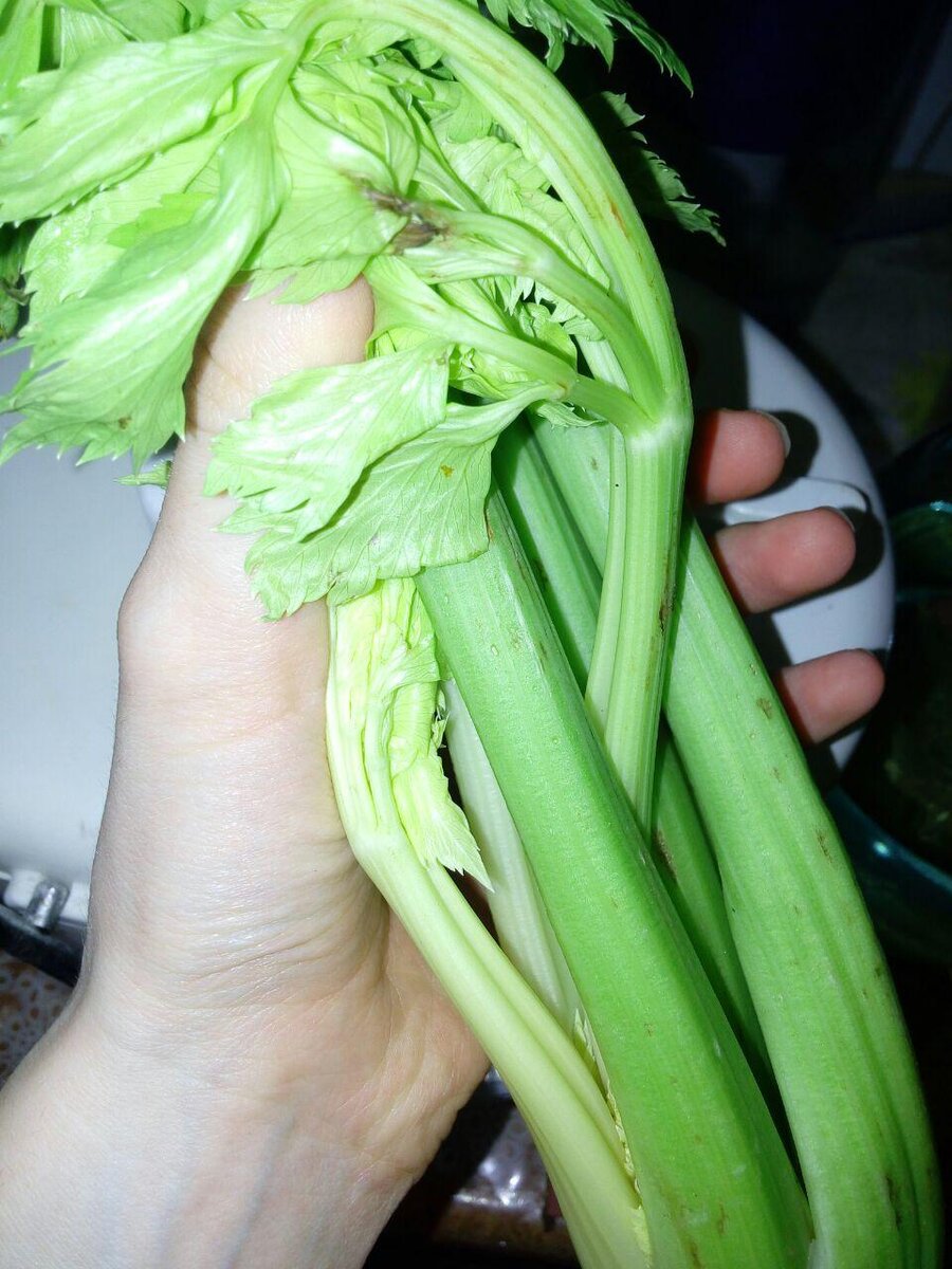 Сельдерей очень полезен для печени и желчного пузыря