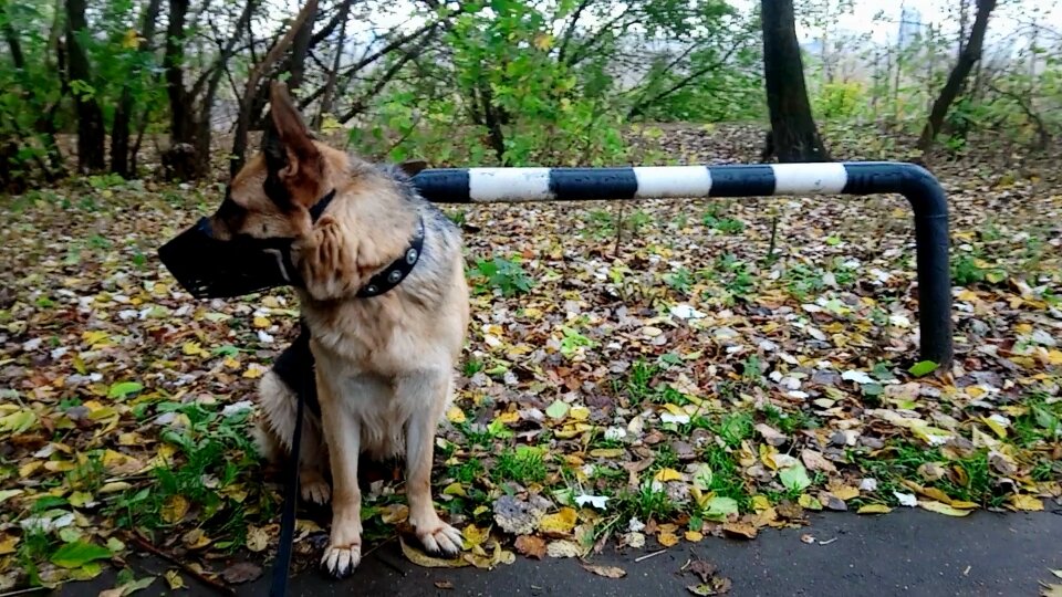 Отбойничек... Крупные собаки могут перепрыгивать, а маленькие - пройти под ним восьмеркой.