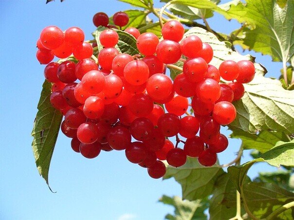 Калина: полезные свойства, состав и калорийность ягод