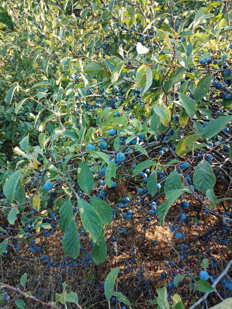 Зачастую, когда кому-то из городских говоришь, что вчера с родными ездили за ТЁРНОМ, все спрашивают удивленно "А что это такое?". А когда показываешь фото, они говорят "Так это же волчьи ягоды, очень похоже". 