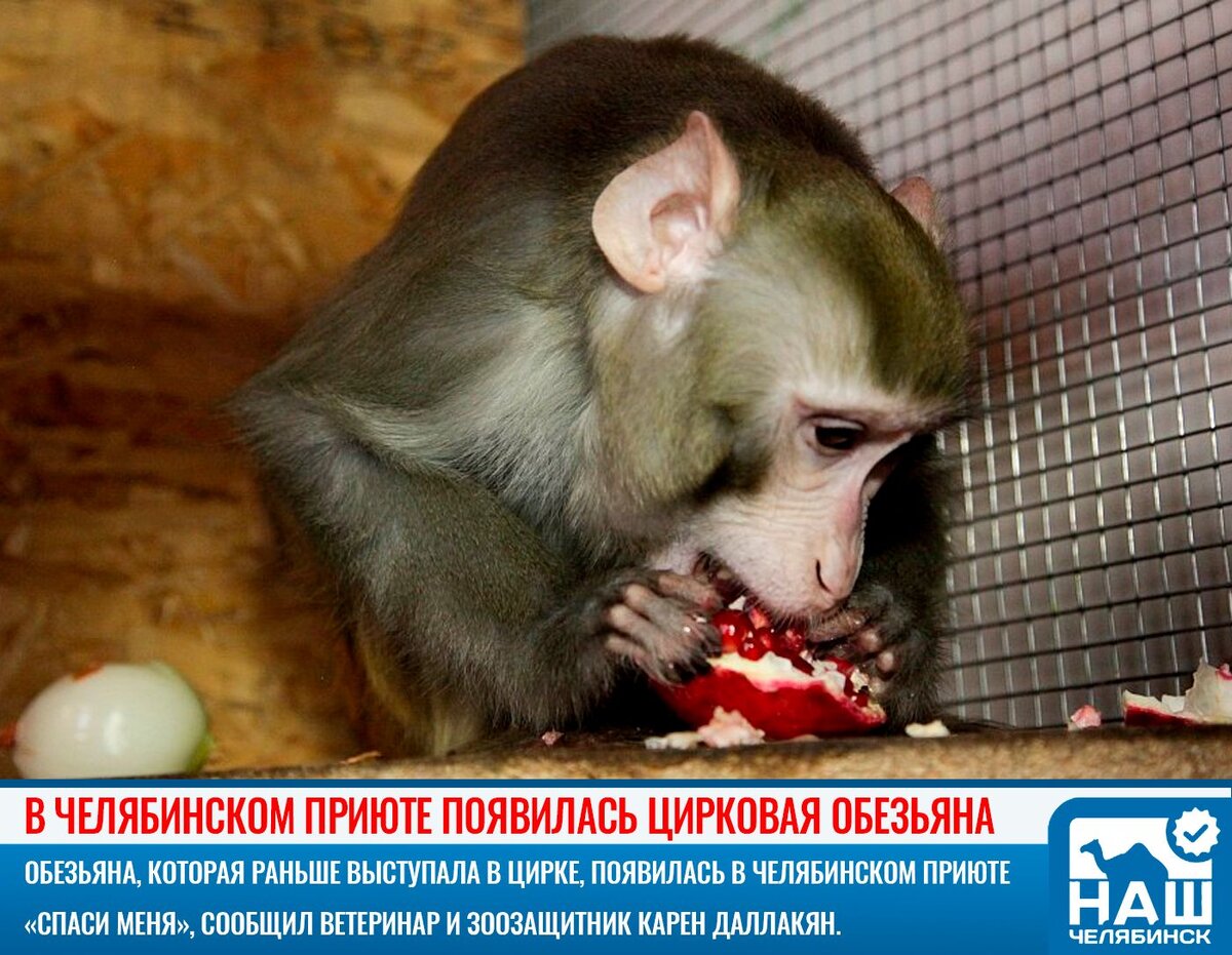 Цирковая обезьяна