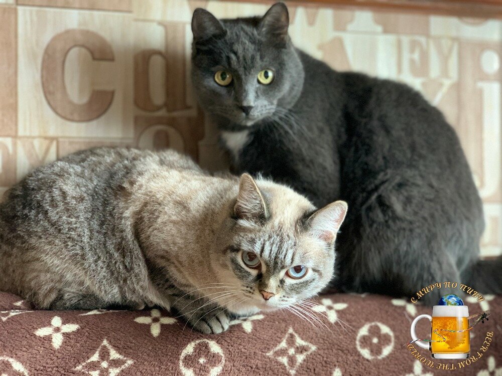 Как-будто два породистых котика на Луи Виттоне. На самом деле котики самые обыкновенные, да и Луи Вуиттон кЫтайскЫй:)