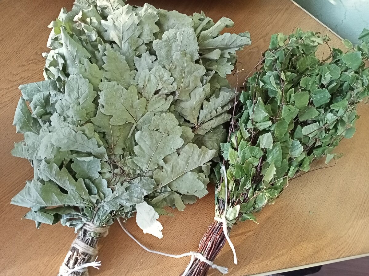 Дуб против березы