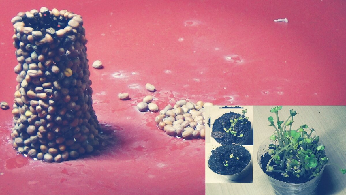 Цилиндр из семян редьки