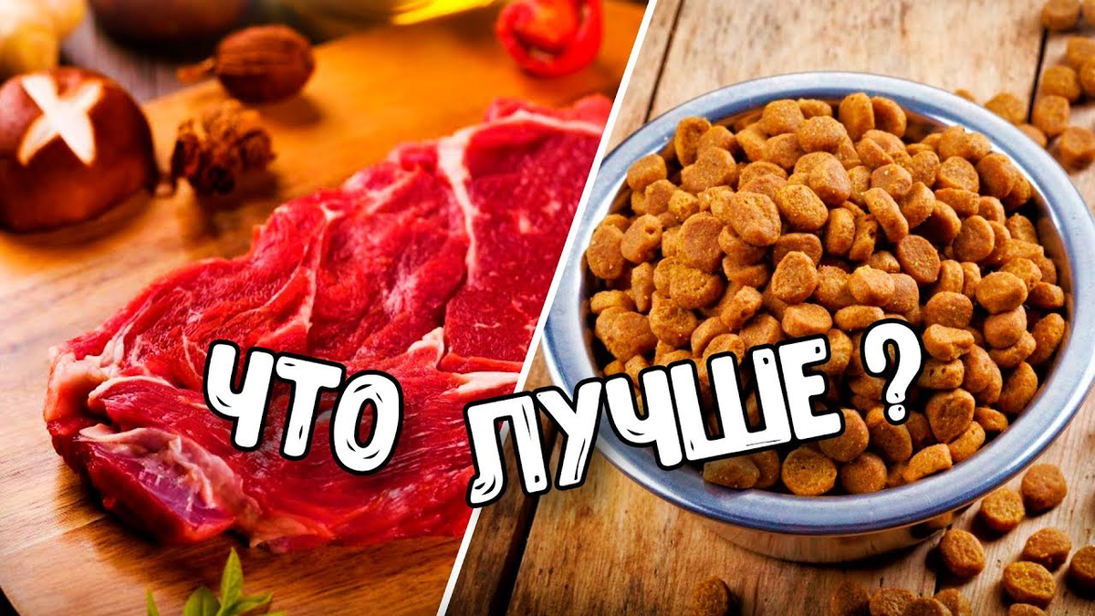 Чем сухой корм лучше натурального. Корм или натуралка. Миска с едой. Сухой корм и натуралка. Сухой корм или натуралка для собак.