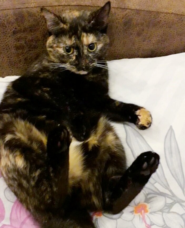 Белка после чесания пузика. Буду рада поставленным лайкам и Вашей подписке на канал!