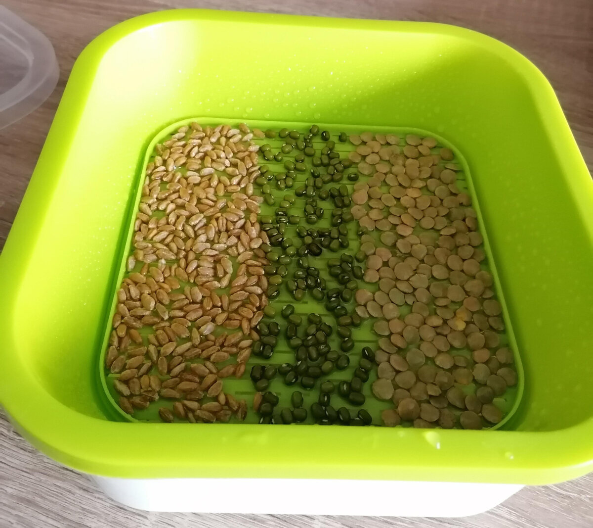 Пшеница, маш и чечевица. Фото автора.