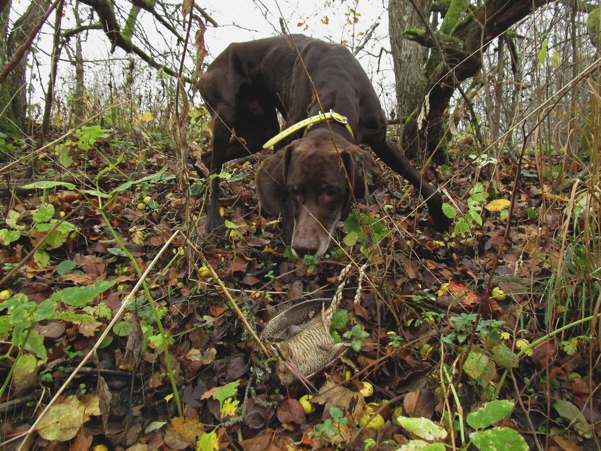 Лесной кулик объект спортивной охоты. Сроки охоты с легавыми Тверская область. Вальдшнеп со стуком поднялся. 2021 Где начался осенний пролет вальдшнепа.