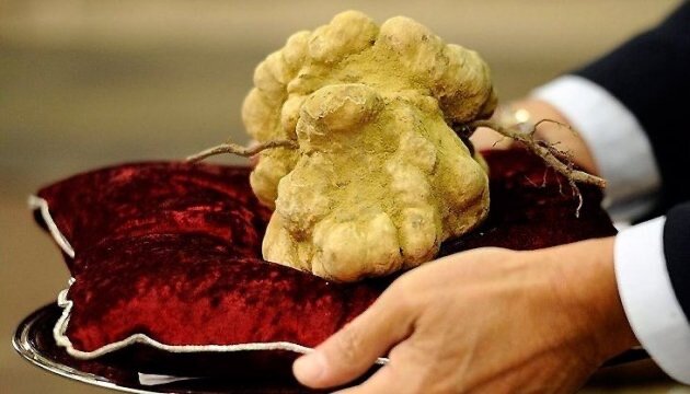 Трюфели – самая дорогая еда в мире, потому что их очень трудно выращивать. Именно это делает их деликатесом и королем всех грибов. Самым дорогим трюфелем был гриб за 160 000 долларов, который купил один инвестор из Гонконга. Он весил 1,5 килограмма.