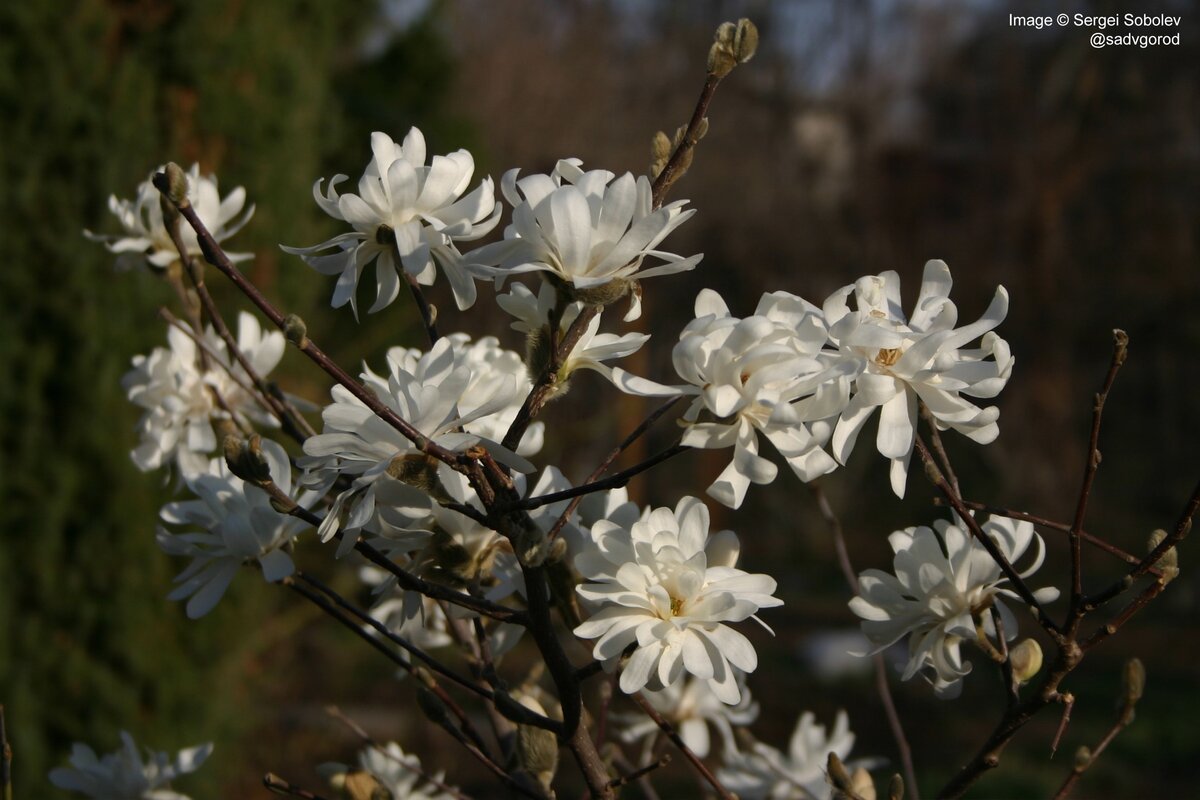 Цветущая ветка Магнолии звёздчатой (Magnolia stellata).