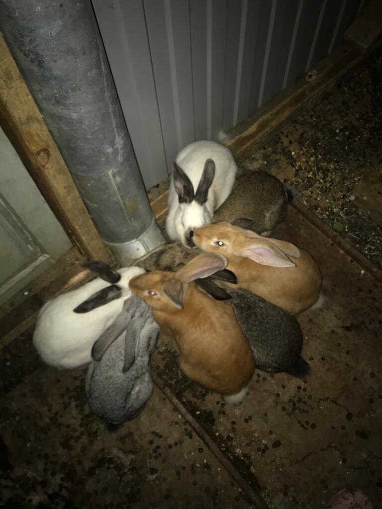 Кормушка из водосточной трубы (Фото автора)