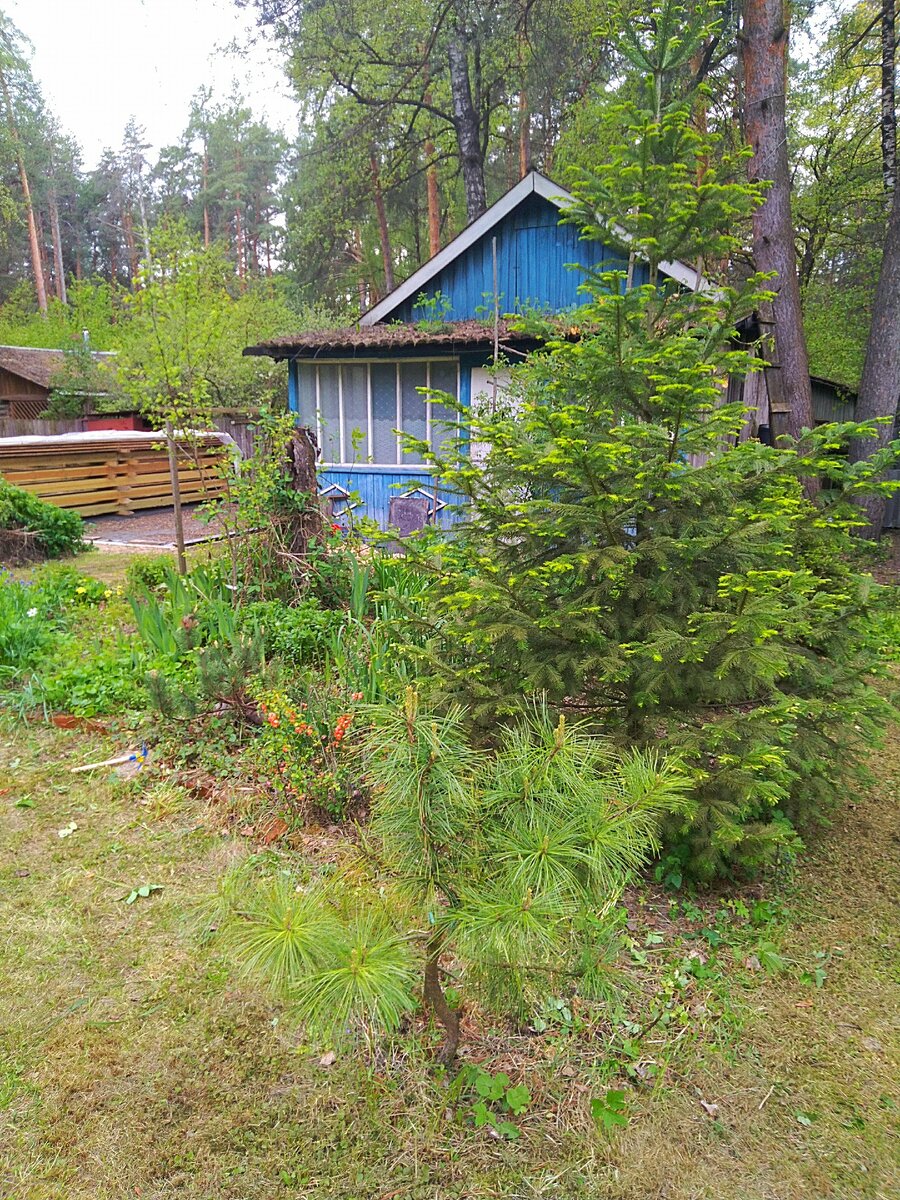 Наша дача. Прошлый год. Весна 2020. В левом углу, видите доски на фундаменте лежат...Сейчас там уже стены стоят, потом как-нибудь покажу)))