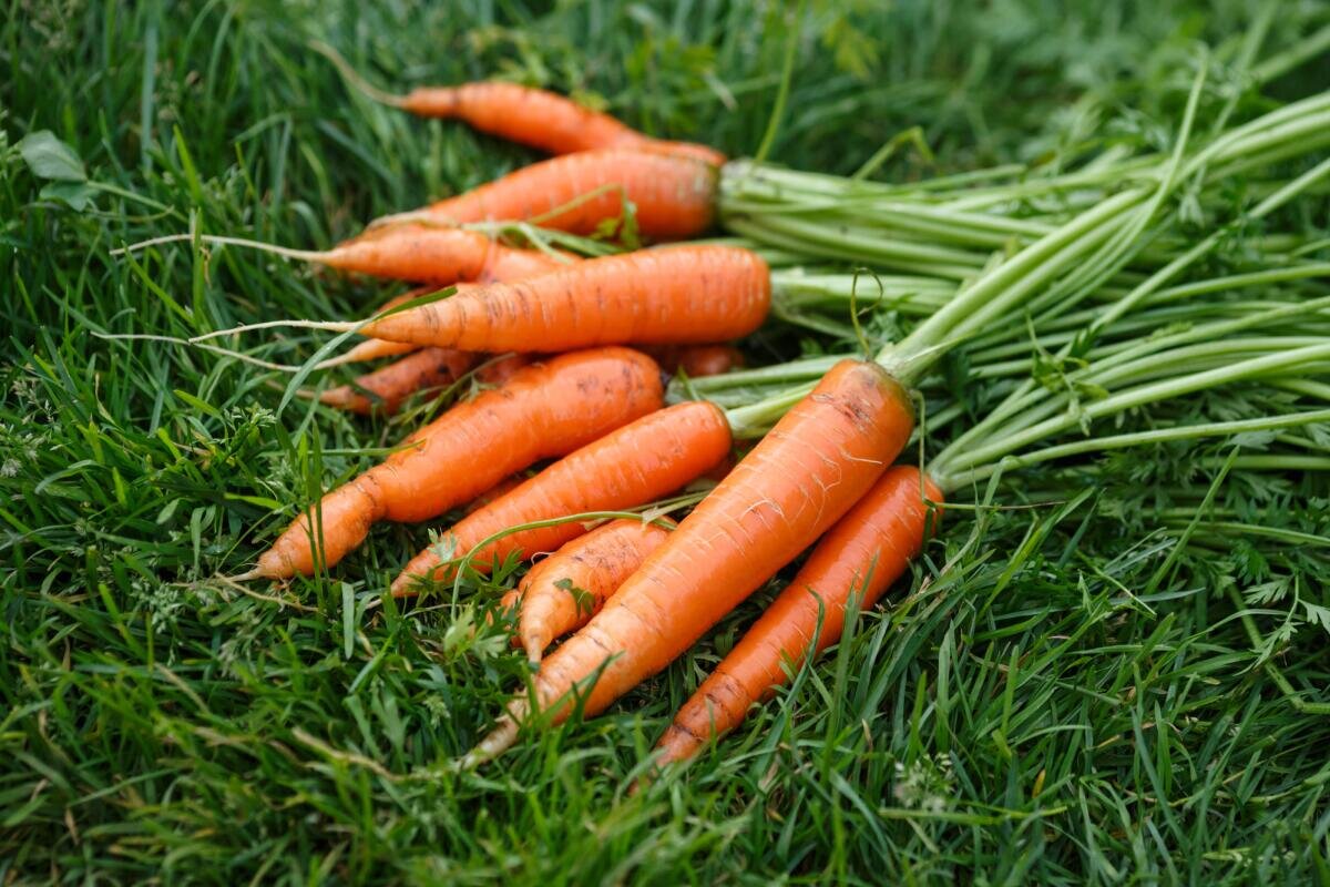 фото золотая морковь