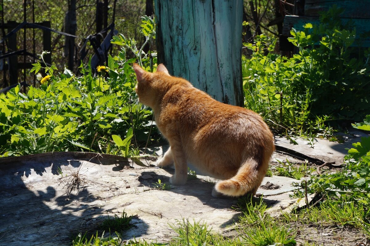 моя кошка гуляет и охотиться