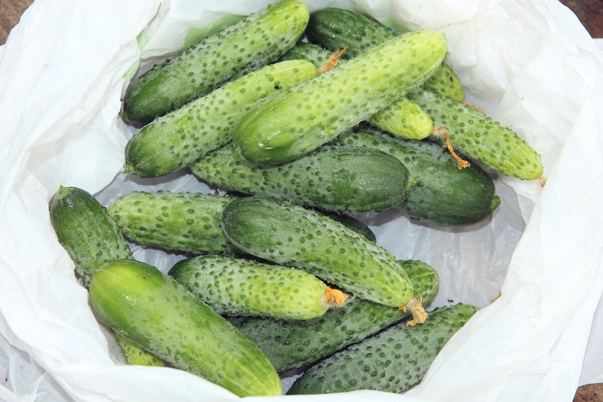 Свежие огурцы