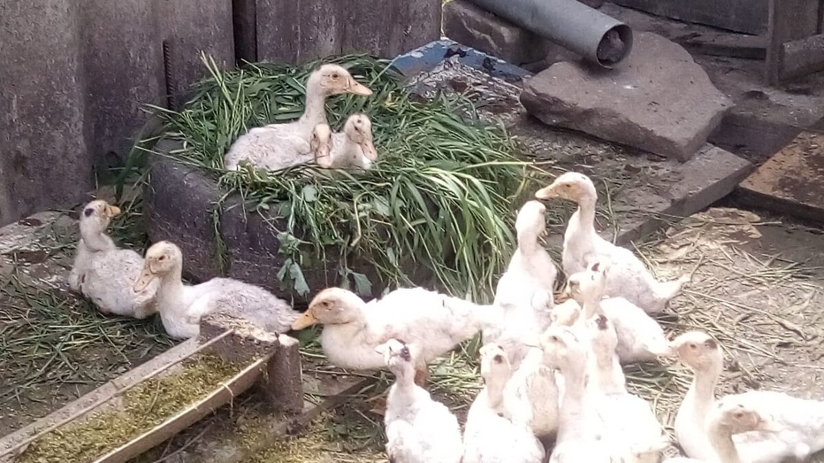 Утята-муларды. Фото автора.