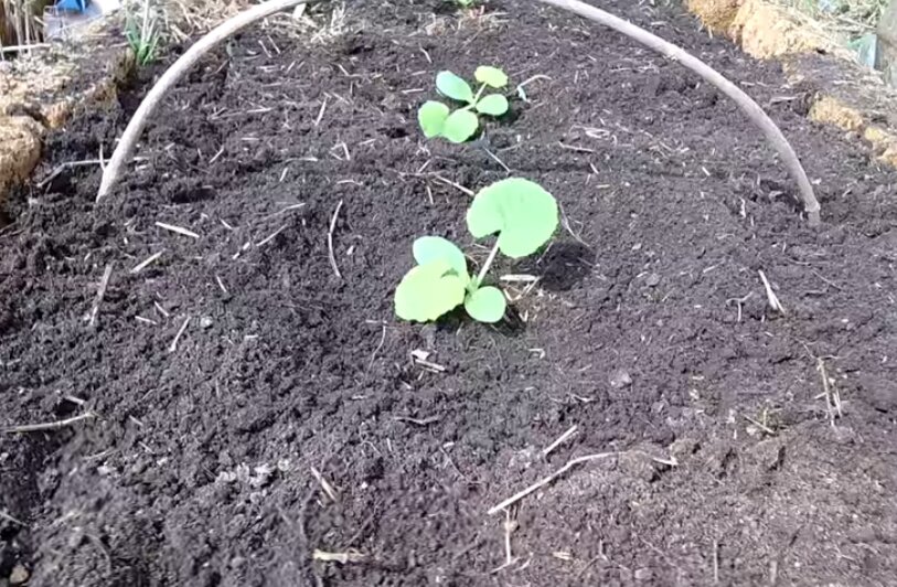 Ставим дуги для укрытия спанбондом