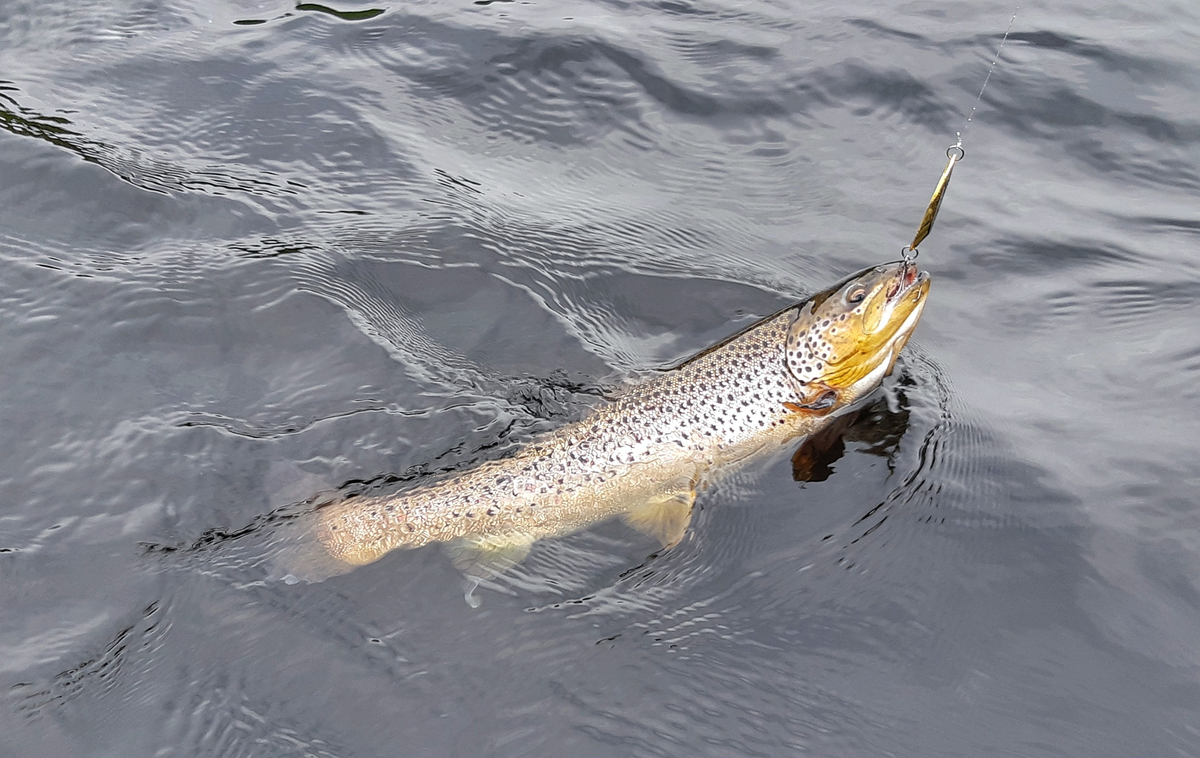 Такая разнообразная... рыбалка в Финляндии. И кумжа и карась. | Max Fishing  | Дзен