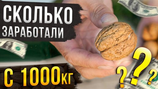 Сколько можно заработать на переработке 1000кг грецкого ореха? Наш опыт!!!