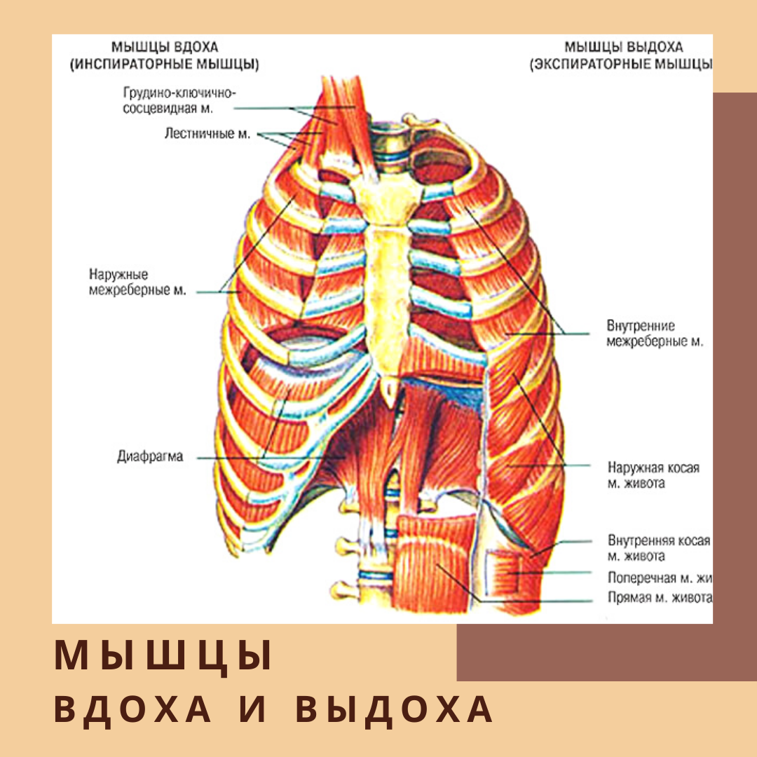 Мышцы вдоха