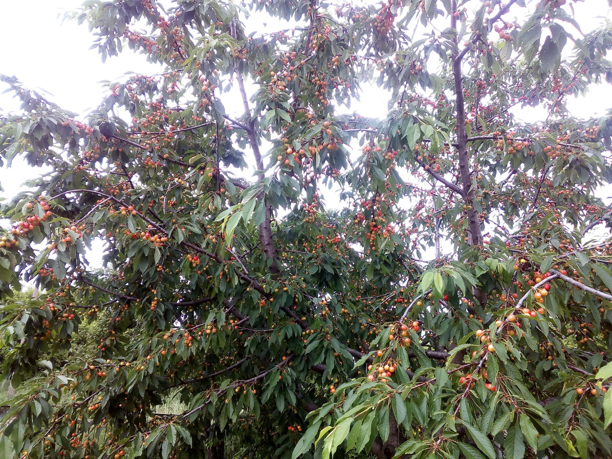 дерево в высоту более 5 метров, до обрезки (фото из арива 2020)