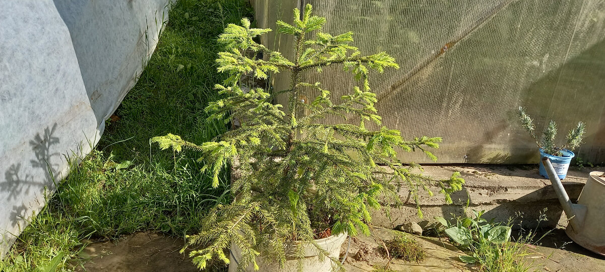 Елочка на даче.